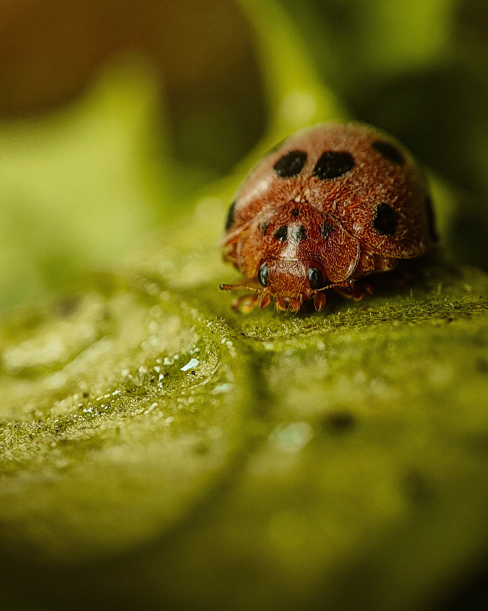Macro Photography