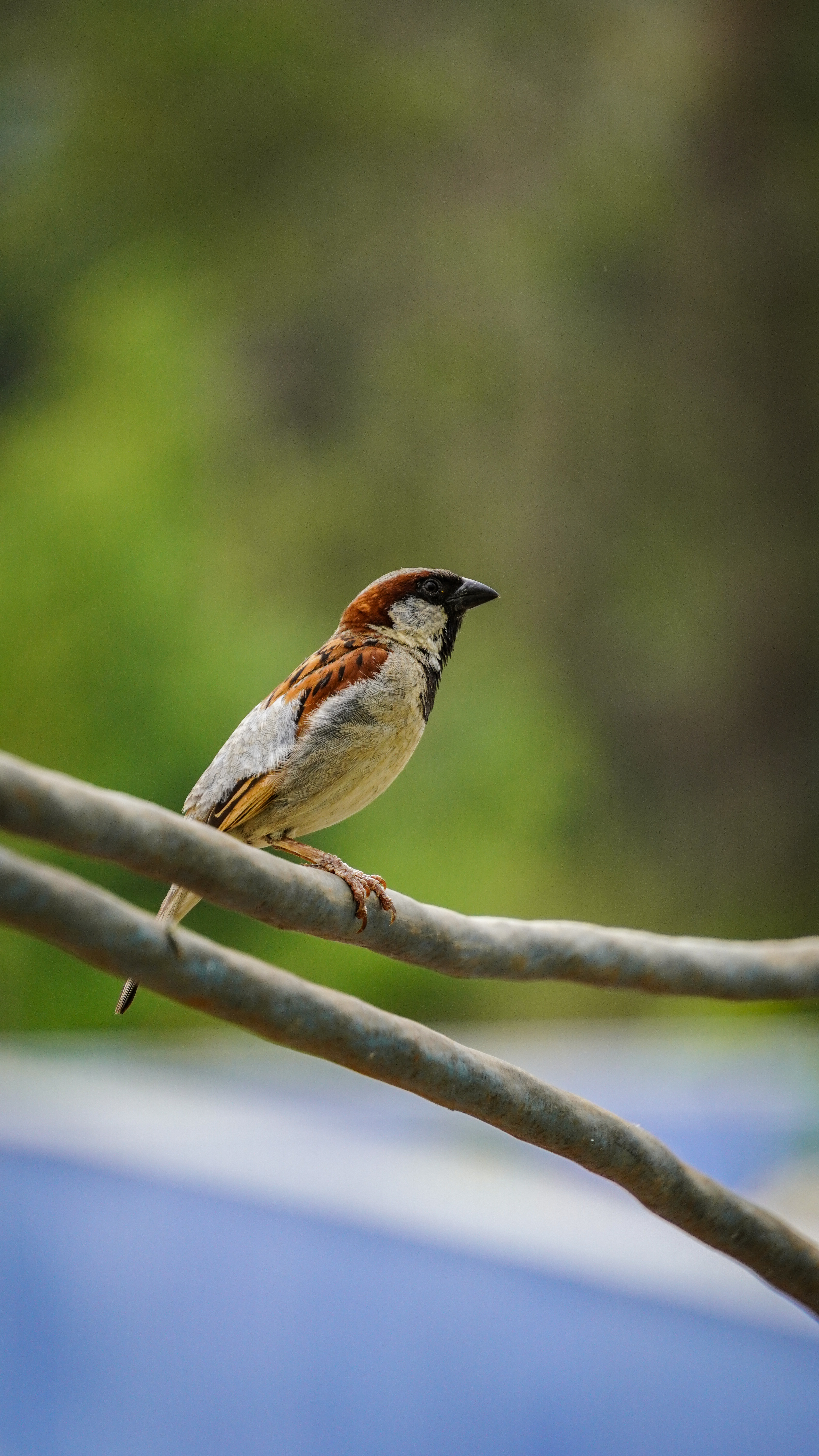 Wildlife Photography
